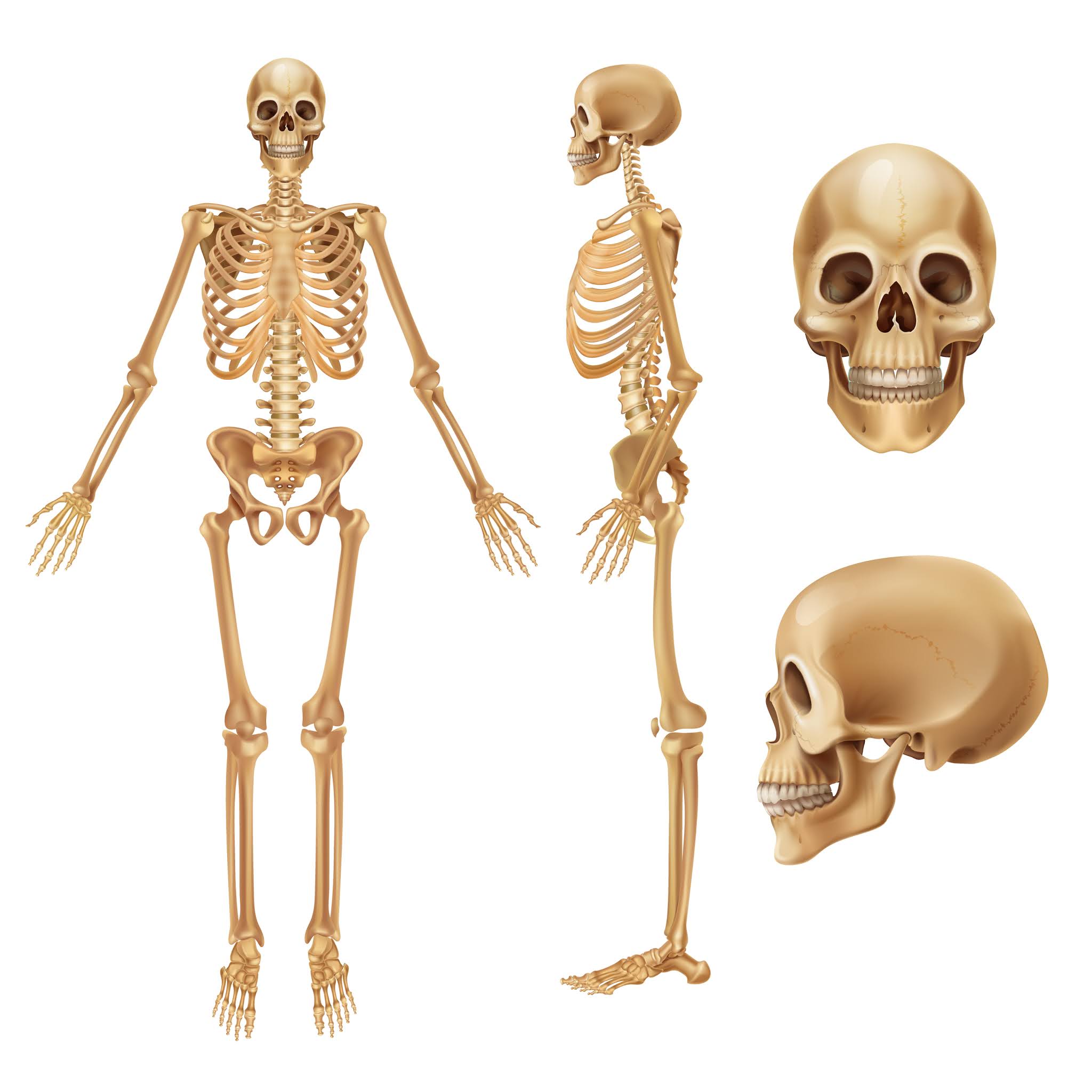 13 Facts About The Skeleton System Moomoomath And Science