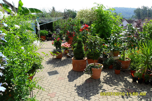 Martinas Kochküche: rund um den Garten