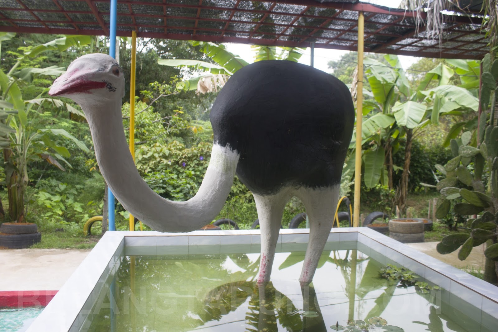 Pengalaman Bersama Burung Unta Di Pd Ostrich Show Farm Travel