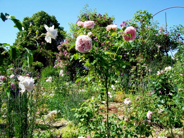 Carpediem Living Gartentagebuch