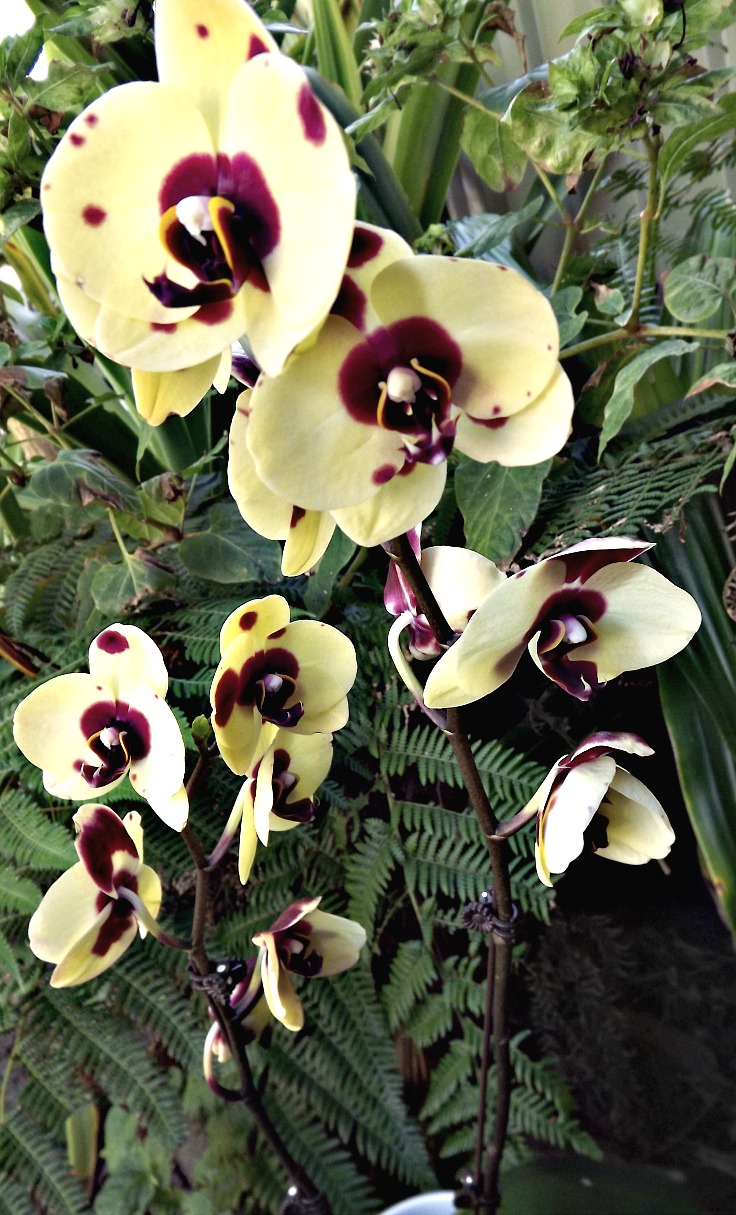 My Orchids Journal Flowering Phalaenopsis