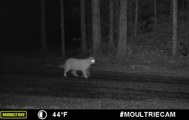 feral cat on trail cam in the woods