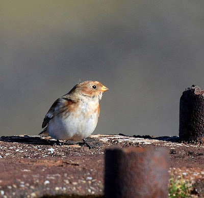 Plectrophenax nivalis