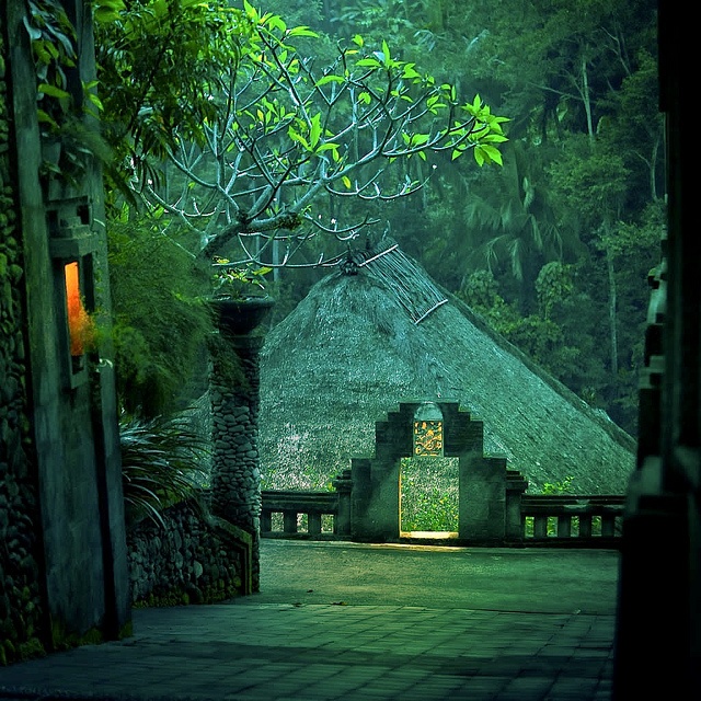 Bali Indonesia rainforest