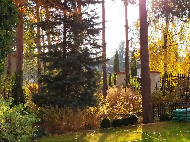 Jesienny ogród, rośliny przebarwiające się jesienią