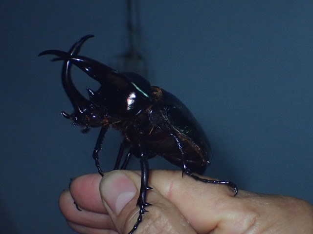 Chalcosoma atlas Chalcosoma atlas