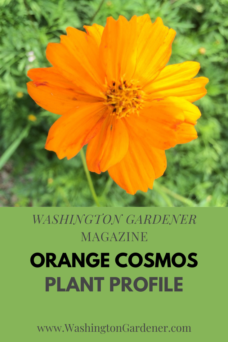 WashingtonGardener Plant Profile Orange Cosmos (Cosmos sulphureus)