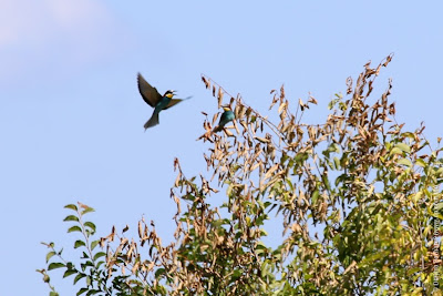 Золотистая щурка (Merops apiaster) European Bee-eater