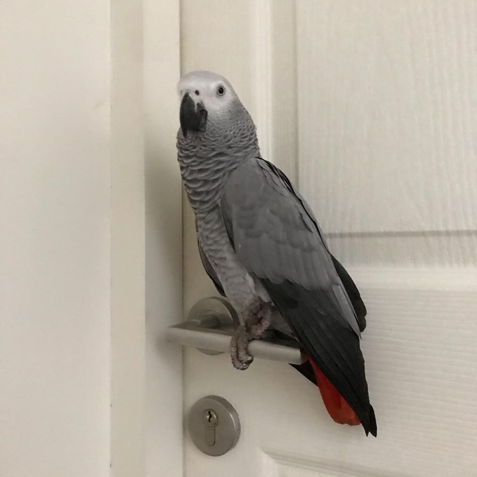 Congo African Grey Parrots For Sale