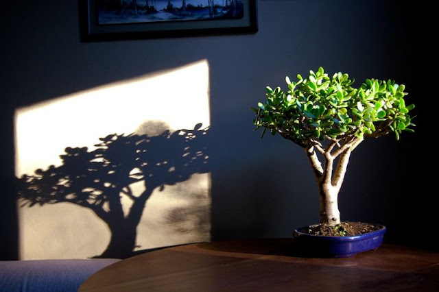 25 Trendy Types Of Succulents You Should Know About 25 Trendy Types Of Succulents You Should Know About