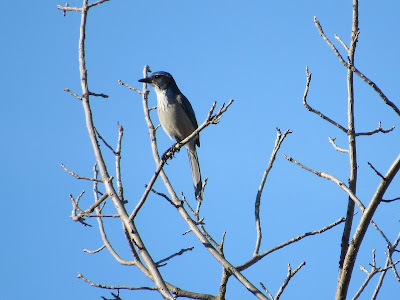 Sacramento River National Wildlife Refuge