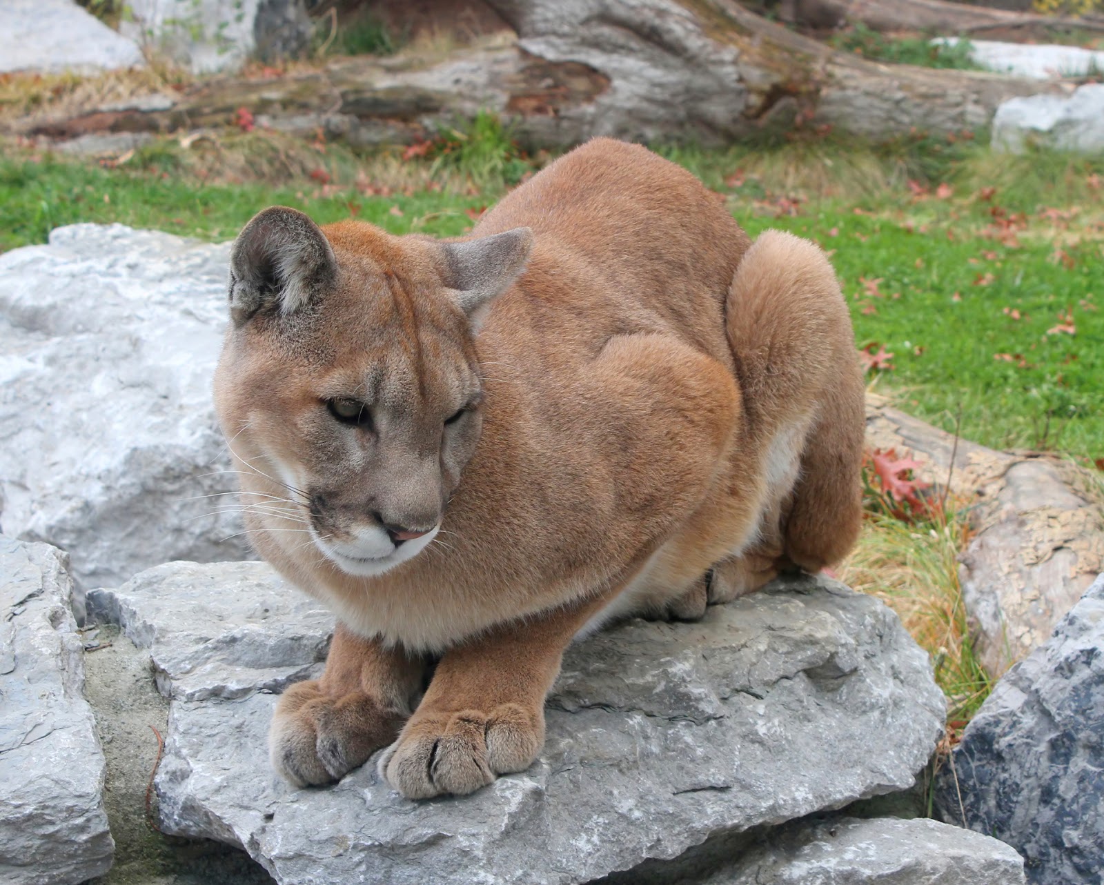Government officially declares Eastern puma extinct Fun Animals Wiki