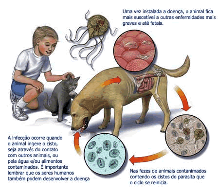 giardia sintomas canina