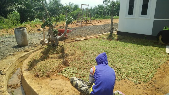 MEMADUKAN BONSAI DAN RUMPUT DI TAMAN RUMAH 