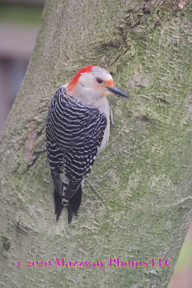 Bogota Blog NJ: Backyard Birds