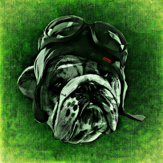 cool dog pfp