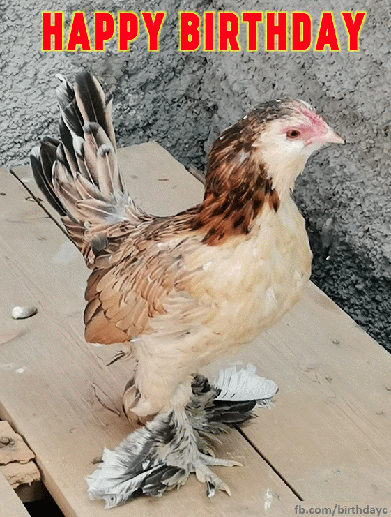 Download Oven Baked Whole Chicken Breast Recipes Gif Easy Chicken www