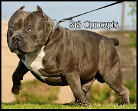 american bully