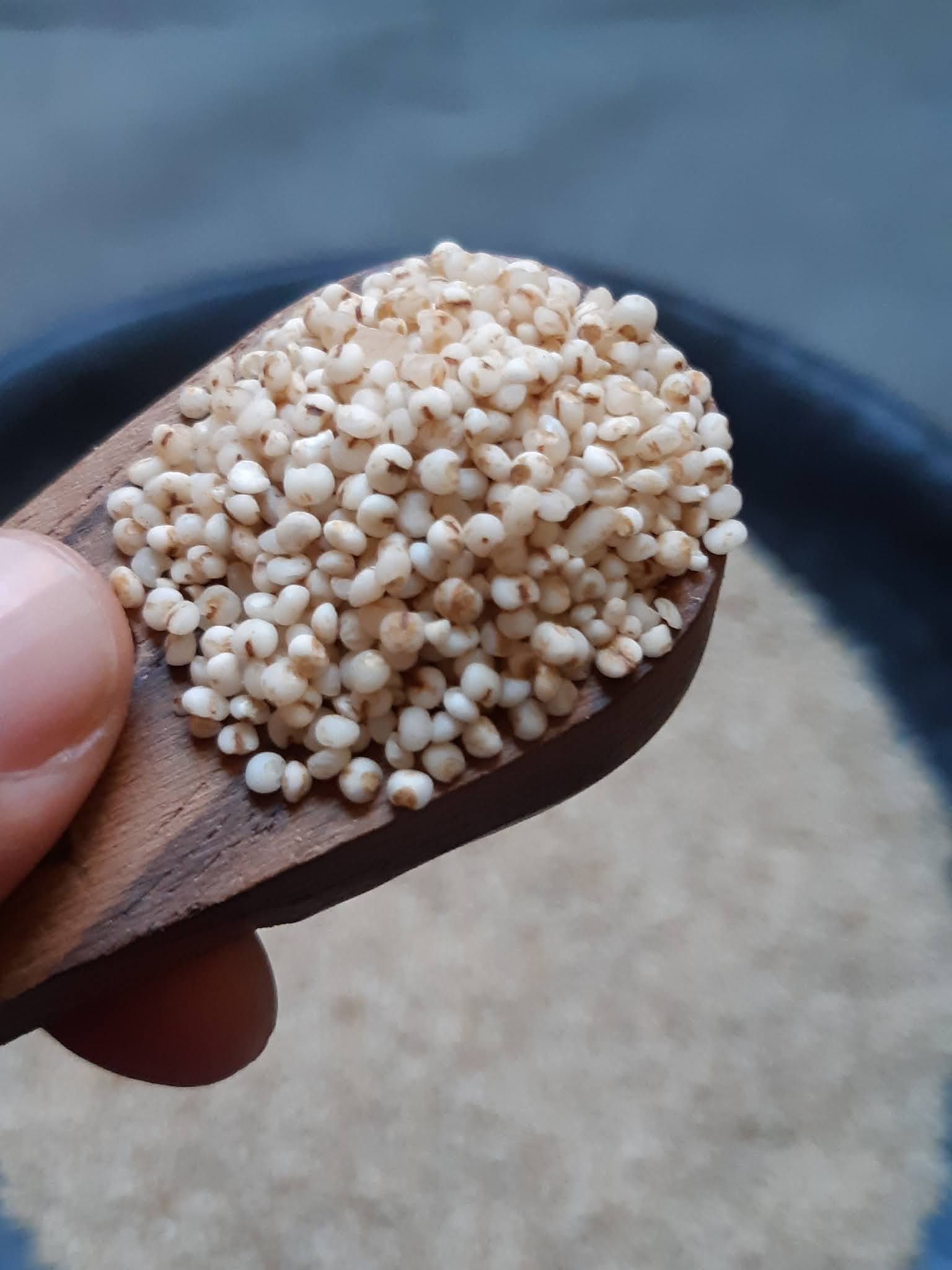 Indian Millet Kodo Millet/Varagu Arisi/Kodra/Kodua Origin, Description,Taste and Culinary use