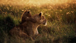 Safari lion pictures for facebook and whatapp Safari lion pictures for facebook and whatapp