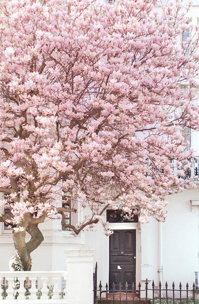 collage, rosa, pink, hues, color, flowers