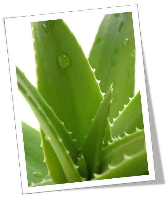 Sharingdelights Aloe vera Fights Acne.