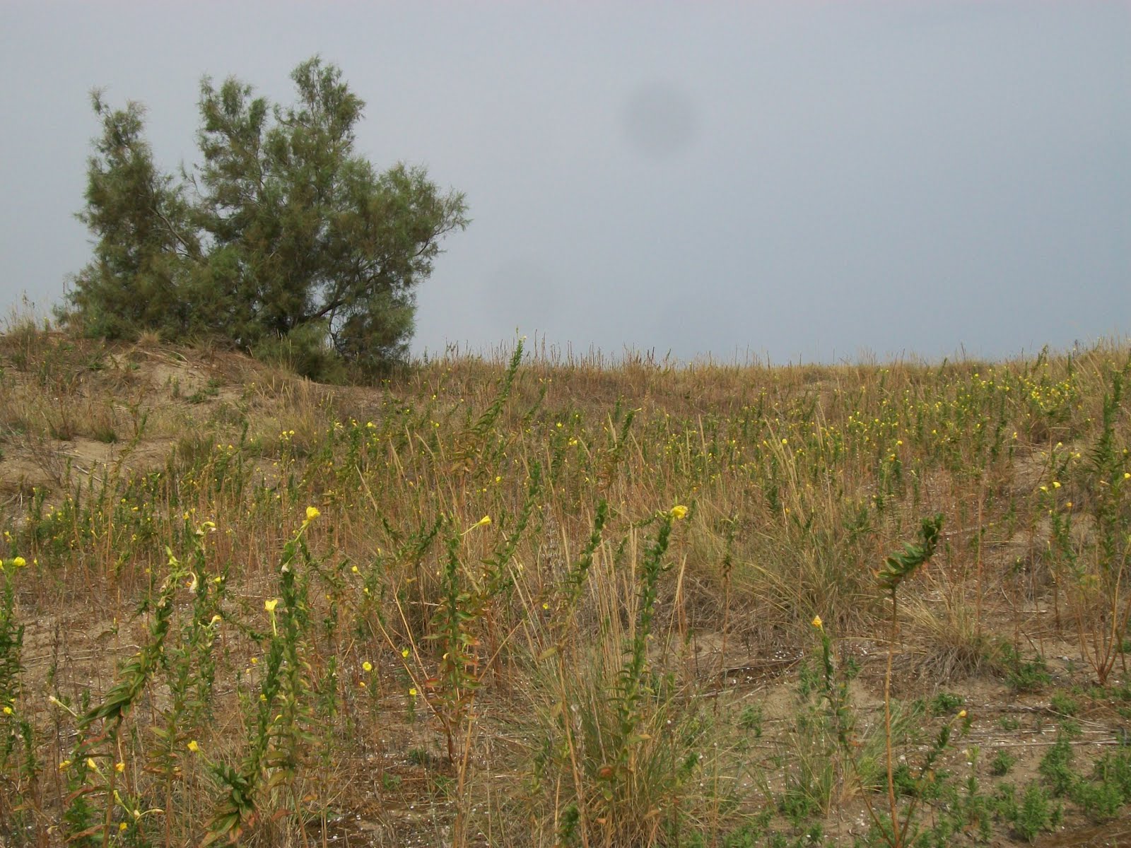 Non Omnes Arbusta Iuvant Humilesque Myricae