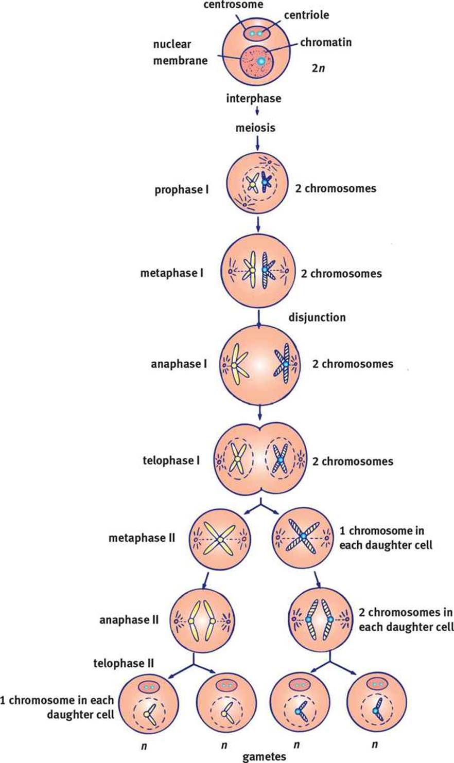 Resources for Life Science: Mitosis and Meiosis