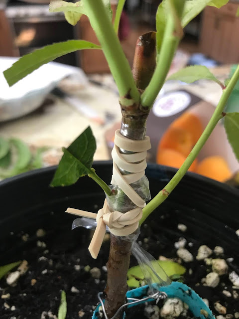 peach graft