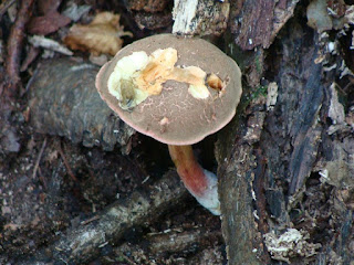 Xerocomellus chrysenteron DSC46282