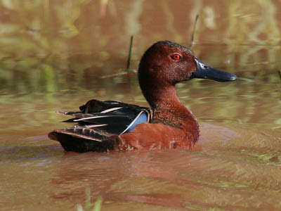Photo of a Cinnamon Teal on a pond Photo of a Cinnamon Teal on a pond