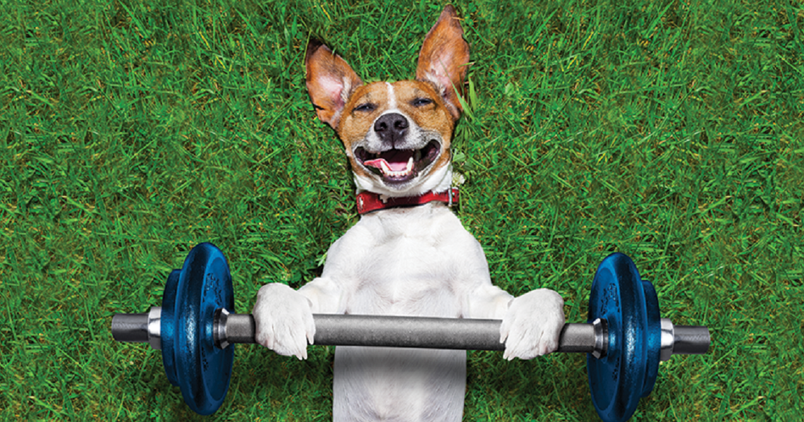 Why Exercise Is Essential for Your Pets Doglopedix