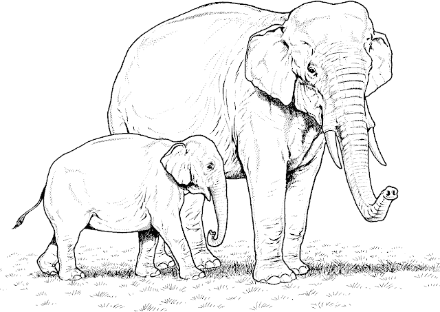 Elephant Mom Baby Coloring Drawing Free wallpaper