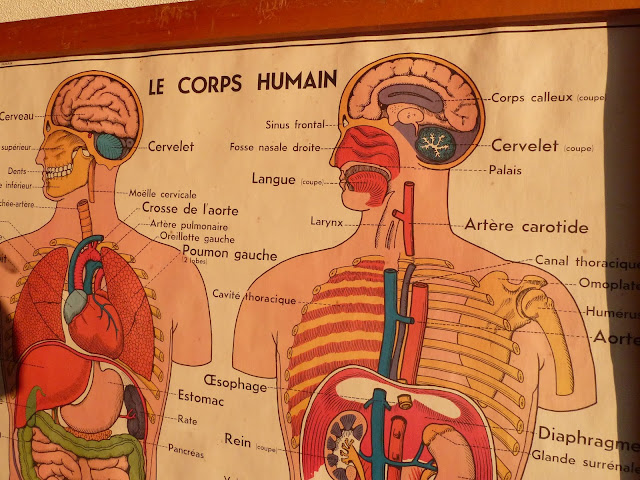 Vintage French Posters Botany Animals Anatomy, old World Maps from