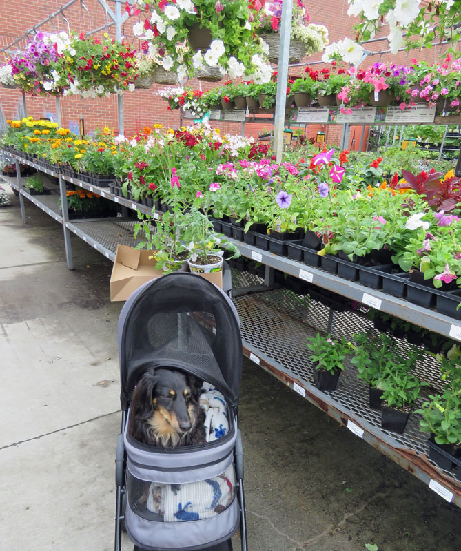 Field Notes From Alex S Wonderland Mishmash Garden Update A