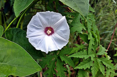 Close up of Cutleaf Morning Glory flower.