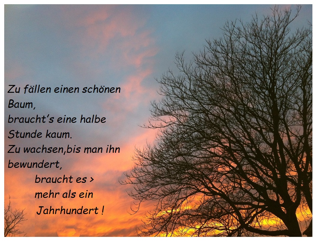 Get Gedanken zum thema baum For Android Free