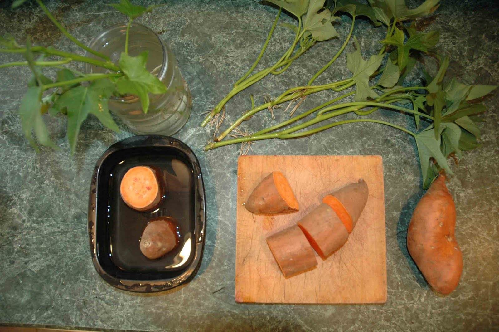 Lawnless Trials Goes Homesteading Sweet Potato The Edible Ground Cover