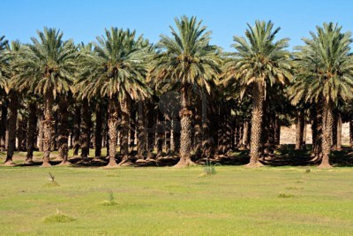 Palm tree pests under control in Abu Dhabi - HIT 96.7 