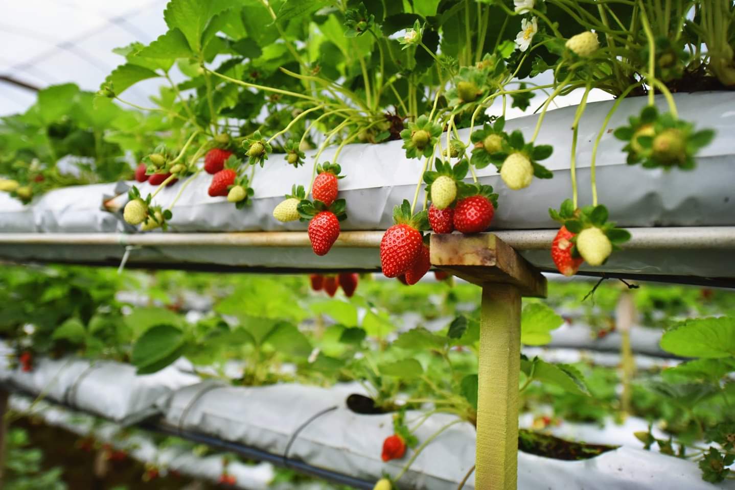 Petik Strawberry di Genting Strawberry Leisure Farm Ana Suhana