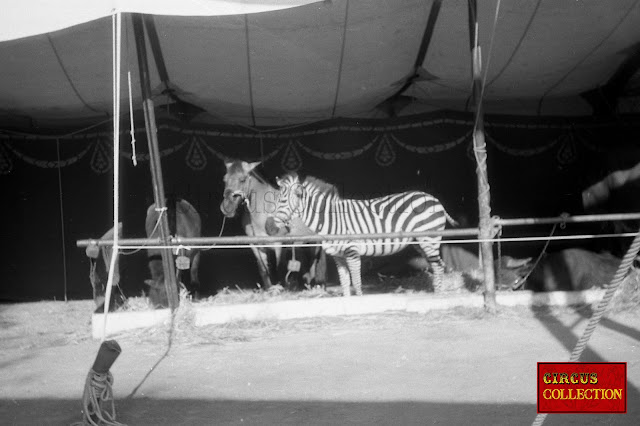 Zebre à la ménagerie du cirque Knie 