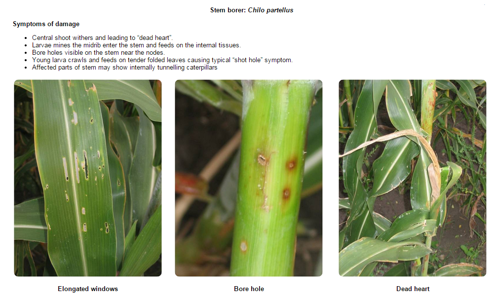 Seed Treatment of Maize Pests control in maize using Dantotsu