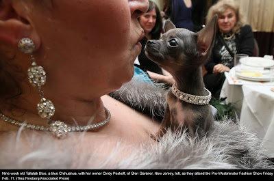 135th Westminster Kennel Club Dog Show at Madison Square Garden in New York City