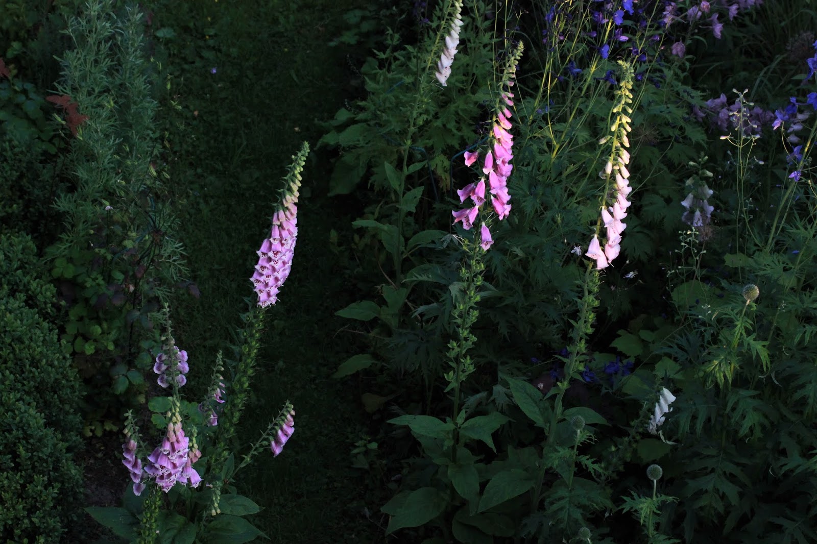 hagen vår Delphinium og Digitalis fra oven