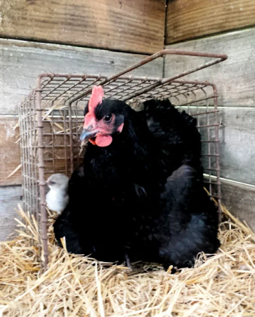 australorp chicken with baby chicks