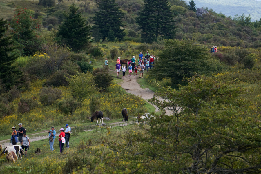Crowds and Ponies at Grayson Highlands
