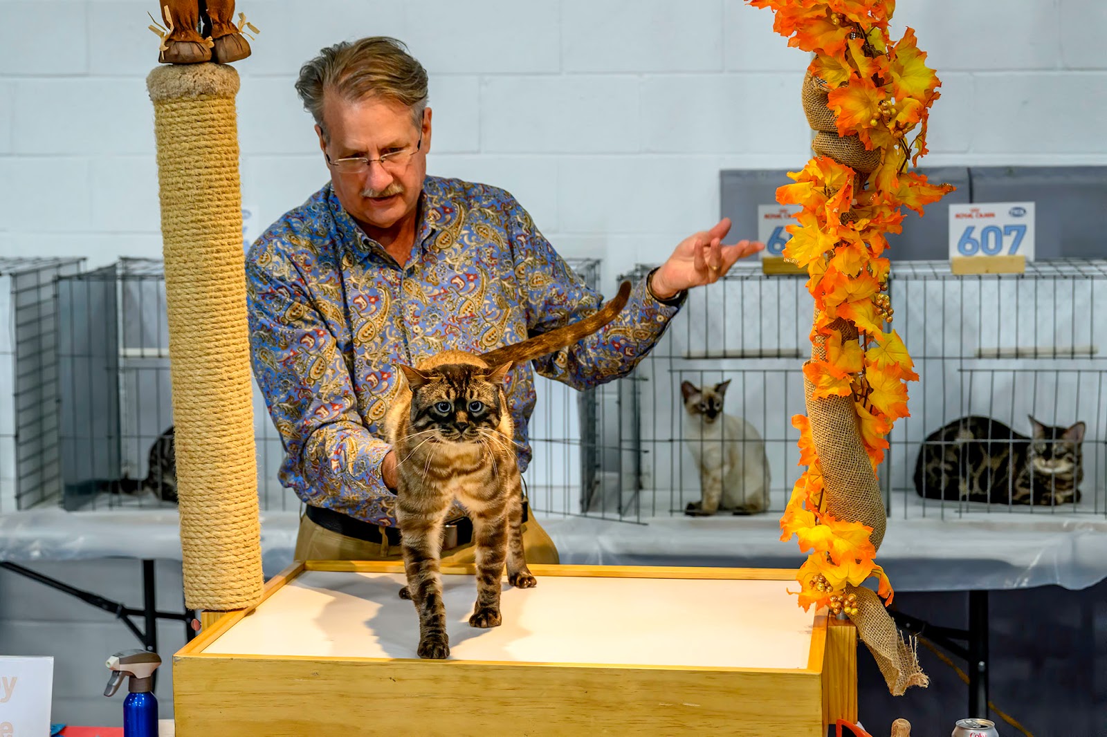 Bubba's Garage Photos from It's TICA Time Cat Show