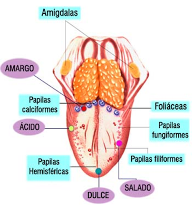 Biología Octavo
