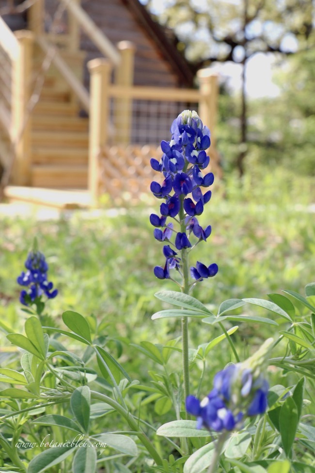 Texas bluebonnet flowers in a backyard naturalized garden