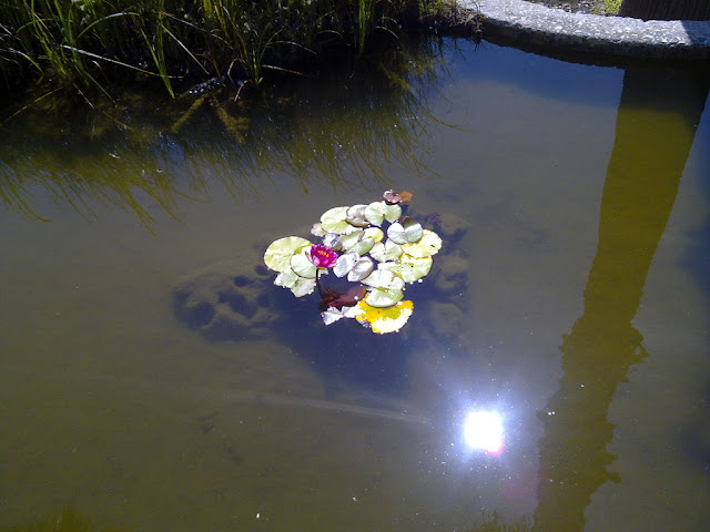 Papiro (Cyperus papyrus L.) y nenúfares (Nymphaea sp.)